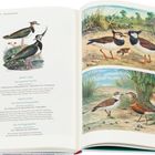 "Der gemeine Kiebitz", "Der Mornell-Regenpfeifer", "Der See-Regenpfeifer". Illustrationen von Vögeln in natürlicher Umgebung.