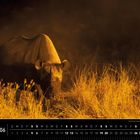 Text: "Namibia 06. Spitzmaulnashorn im Etosha National Park." Ein Nashorn in der Savanne, umgeben von trockenem Gras.