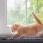 Kalender unten mit Tagen und Daten im Juli. Eine pelzige, orange-weiße Katze spielt mit einer Stoffmaus vor einem Fenster.