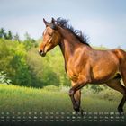 Kalender mit Daten und Wochentagen am unteren Rand. Ein Pferd galoppiert über eine blühende Wiese, Bäume im Hintergrund.