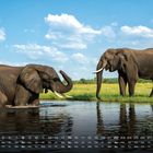 Kalender mit Elefanten im Wasser; Kalenderdaten für August unten; Savanne mit blauem Himmel im Hintergrund.