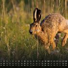 Kalender mit Sonntag als hervorgehobener Tag. Ein Feldhase im grasbewachsenen Feld.
