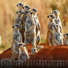 Kalendertage unter Bild von aufrecht stehenden Erdmännchen auf einem Hügel. Sie blicken aufmerksam in verschiedene Richtungen.