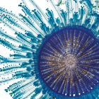 Text: "David Liittschwager, 2006... ultraviolette Strahlen." 
Beschreibung: Illustration einer blauen, rundstrahlenden Quallenstruktur.