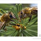 Text: "Honigbienen ernten den als Honigtau bekannten Hinterlassenschaften der Blattläuse und verarbeiten ihn zu Waldhonig." Zwei Bienen auf einem grünen Zweig.