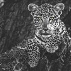 Ein junger Leopard liegt wachsam auf einem Ast. Er hat auffallend grüne Augen und ein dichtes geflecktes Fell.
