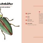 "Prachtkäfer, Buprestis aurulenta. Ordnung: Käfer, Länge: 19 mm, Lebensraum: Wälder, Lebenszyklus: knapp ein Jahr." Eine Illustration eines metallisch glänzenden Käfers. Links steht der Käfer, rechts Text zur Beschreibung und Lebensweise.