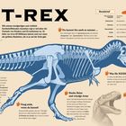 Texte: "T-REX", "Steckbrief", "Die große Sue", "Du kannst ihn auch so nennen...", "Was für RIESIGE Zähne!", "Fang mich, wenn du kannst!", "Starke Beine und winzige Arme", "Ein besonderer Biss". 

Illustration eines T-Rex-Skeletts.