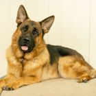Ein Deutscher Schäferhund liegt entspannt auf einem grauen Teppich und schaut freundlich mit geneigtem Kopf nach vorn.