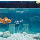 Ein Goldfisch schwimmt in einem Aquarium. Neben ihm treibt eine kleine Puppe im gestreiften Oberteil. Unten liegen Steine.