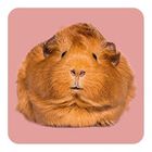 Das Bild zeigt ein rotbraunes Meerschweinchen auf einem rosanen Hintergrund.