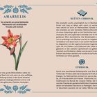 Titel: AMARYLLIS. Text links: "Sie schenkt uns eine blühende Weihnacht voll strahlender Freude und Anmut." Text rechts: BLÜTEN-CHRONIK und SYMBOLIK. Illustration: Amaryllisblüte.