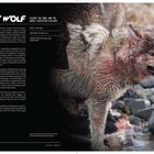 "GRAY WOLF. Silence the howl and the whole ecosystem flatlines. SPECIES: Canis lupus." Ein Wolf mit nassem Fell am Fluss.