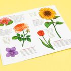 Textausschnitte über Wasserlilien, Sonnenblumen, Rosen und Tulpen. Illustrationen von farbenfrohen Blumen auf weißem Hintergrund.