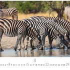 "Zebraherde am Wasser", darunter der Kalendermonat August. Zebras trinken aus einem Wasserloch, Hintergrund mit Bäumen.