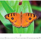 Text "8" und Kalenderdaten. Ein orangefarbener Schmetterling mit markanten Mustern auf grünem Blatt.