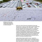 "Die längste Zeit haben sich die Bienen den menschlichen Verkehrswegen angepasst. In Curridabat ist diese Hierarchie nun außer Kraft gesetzt." Eine Biene sitzt im Vordergrund, während im Hintergrund eine verschwommene Autobahn mit Autos zu sehen ist.