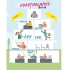 "Die Phasen der Gewichtsreduktion" zeigt ein Bürogebäude mit einem humorvollen Hypothalamus-Logo und diversen Hormon-Etiketten.