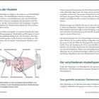 Der Aufbau der Muskeln; Die verschiedenen Muskeltypen; Quer gestreifte Muskulatur; Muskelhülle, Muskelfasermembran, Sehne, Knochen.