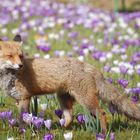 Ein Fuchs steht auf einer Wiese voller violetter und weißer Krokusse. Sein Fell ist rotbraun mit einem buschigen Schwanz.