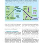 Aktien für jede Konjunkturphase. Zyklische und antizyklische Branchen; Aufschwung: Medien; Hochkonjunktur: Automobile.