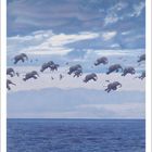 Kalender unten mit Zahlen 1 bis 31, oben fliegende Elefanten über dem Meer unter einem bewölkten Himmel, Illustration.