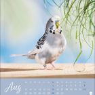 Kalenderseite für August mit einem Wellensittich, der auf einem Holztisch sitzt und an einer Pflanze knabbert.