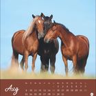 "Aug" oben, Kalender für August 2021 unten. Drei Pferde stehen auf einer Wiese, blauer Himmel im Hintergrund.