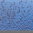 08 AUGUST. Eine große Anzahl Flamingos steht und fliegt über ein blaues Gewässer, was eine dynamische Szene schafft.