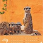 Kalenderseite: "Aug". Bild zeigt drei Erdmännchen vor orangefarbenem Hintergrund, eines sitzt aufrecht.