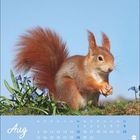 "Aug 2021" in Weiß auf Blau. Ein rotes Eichhörnchen sitzt auf einer Wiese neben blauen Blumen unter klarem Himmel.