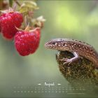 Text: August. Kalender 1.-31. Tagsdarstellung. Eine Eidechse sitzt auf Moos neben reifen Himbeeren.