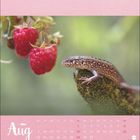 Text: "Aug" und darunter Kalendertage. 
Ein Gecko auf Moos neben zwei Himbeeren.