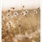AUGUST, darunter eine Kalenderansicht. Zarte Gänseblümchen in einem goldenen Feld im Sonnenlicht.