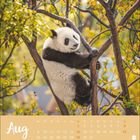 Text "Aug" und Kalendertage. Ein Panda klettert auf einem Baum, umgeben von grünen Blättern, mit unscharfem Hintergrund.
