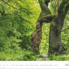 Text: "AUGUST." Ein malerischer Wald mit einem großen, knorrigen Baum im Mittelpunkt. Umgeben von dichtem Laub.