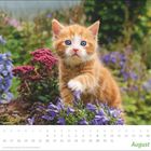Kalender für August mit rot getigerter Katze zwischen lilafarbenen und roten Blüten.
