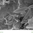 "152 HYBRID ENTITIES 153 RESIDENCIES" Mikroskopaufnahme von Zellstrukturen in Grautönen, vergrößert 4000-fach.