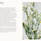 "Berufkraut: Vielseitiger Neophyt mit Potenzial." Links Text über die Pflanze, rechts zarte weiße Blüten auf grünen Stielen.