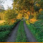 Kalender für August. Ein grüner Weg führt durch eine sonnendurchflutete, baumbestandene Landschaft.