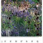 August 2027 Kalenderseite, Pflanzen im Vordergrund, lila und braune Blüten, kein Schnee, wilde Natur, mehrfarbiger Garten.