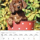 Kalenderblatt für August 2027. Monatsübersicht unten. Ein brauner Welpe sitzt in einem roten Eimer mit weißen Punkten.