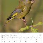 Kalenderseite für August 2027. Ein Grünfink sitzt auf einem Zweig.