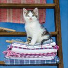 Ein Kätzchen sitzt auf gestapelten, karierten Tüchern auf einem alten Holzregal vor blauem Hintergrund.