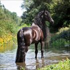 Ein schwarzes Pferd mit langer Mähne steht im Wasser, umgeben von grüner Natur und gelben Blüten.