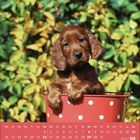 Kalender für August 2027. Ein Welpe schaut aus einem rot-weiß gepunkteten Eimer, vor einem Hintergrund aus grünen Blättern.