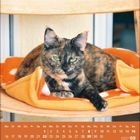Kalender August 2027, eine getigerte Katze liegt entspannt auf einer orangefarbenen Decke.