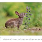 Zahlenreihe 1 bis 31; kleiner Hase schnuppert an lila Blüten in einer grünen Umgebung.
