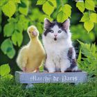 „Marché de Paris“ auf einem Schild. Eine flauschige gelbe Ente und ein schwarz-weißer Kätzchen sitzen darauf. Grünen Blättern im Hintergrund.