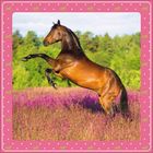 Ein braunes Pferd steigt auf den Hinterbeinen inmitten eines lilafarbenen Feldes. Der Rahmen ist rosa mit Pferdemotiven.